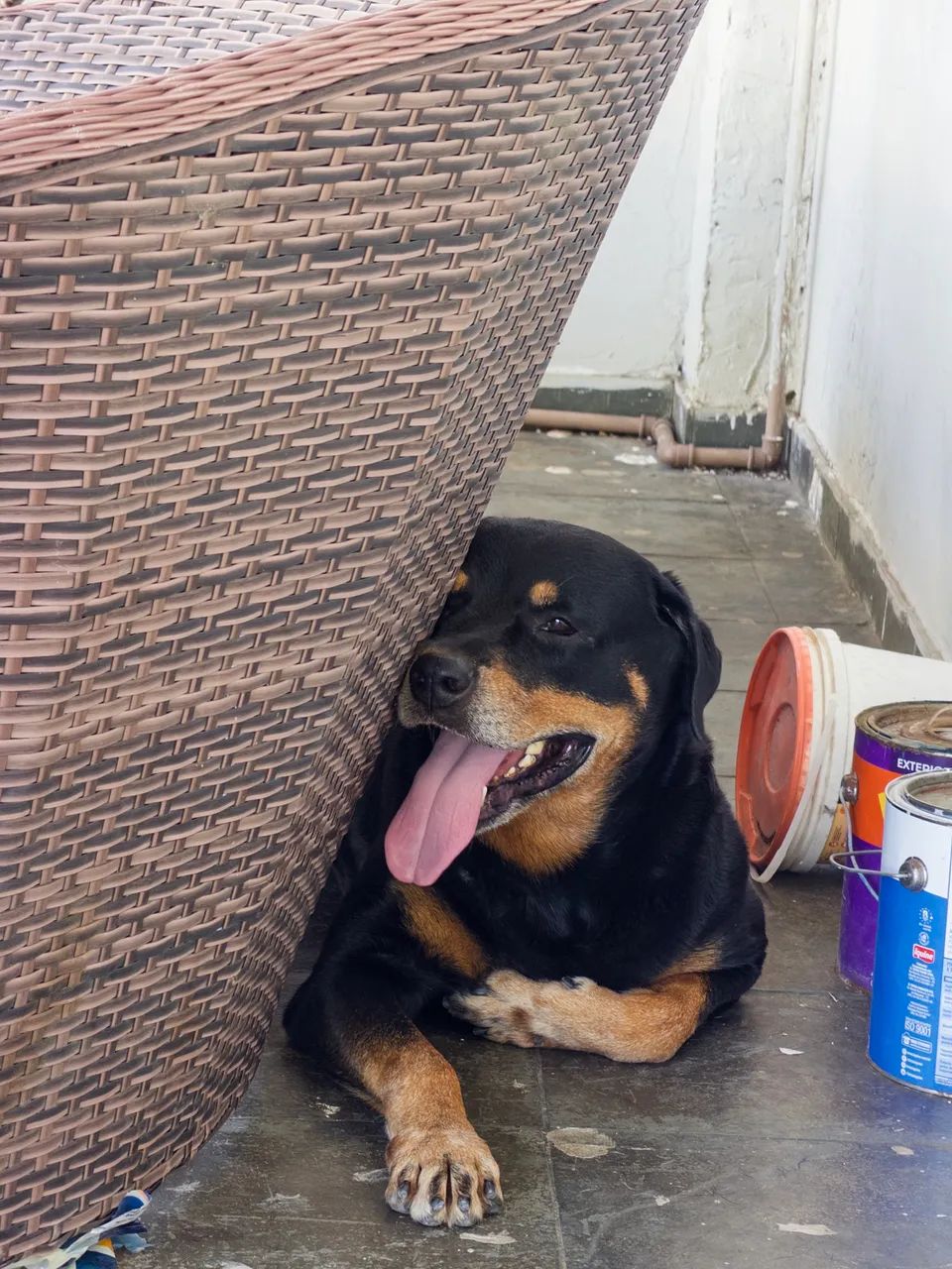 Rottweiler - doação responsável