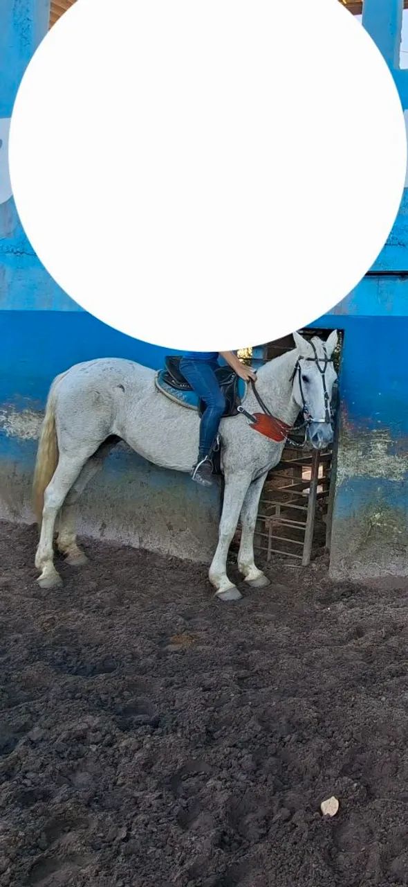 Vendo cavalo de esquerda  - Foto 2