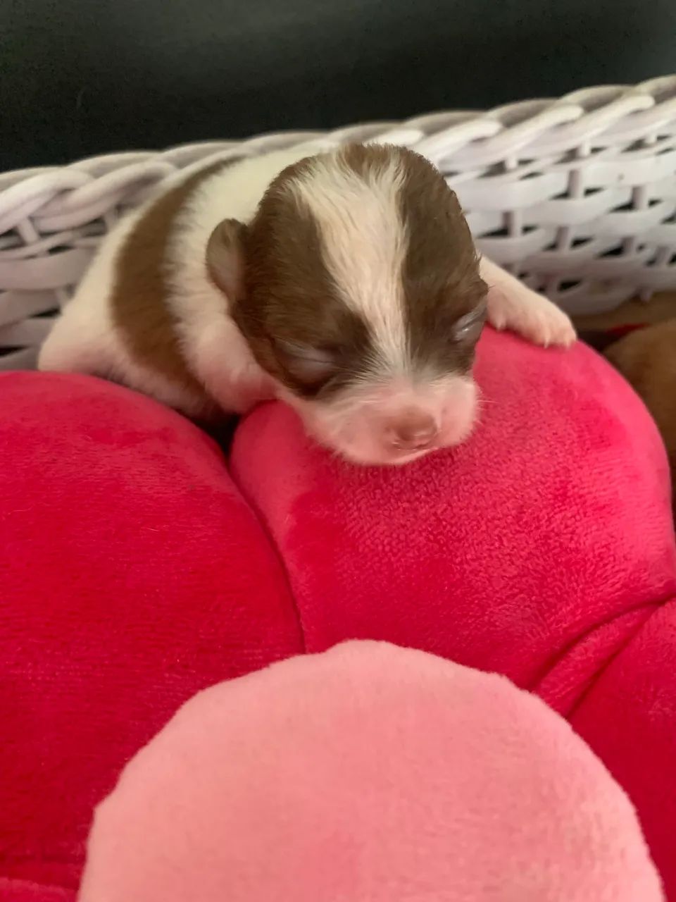 Chihuahua  - Foto 2