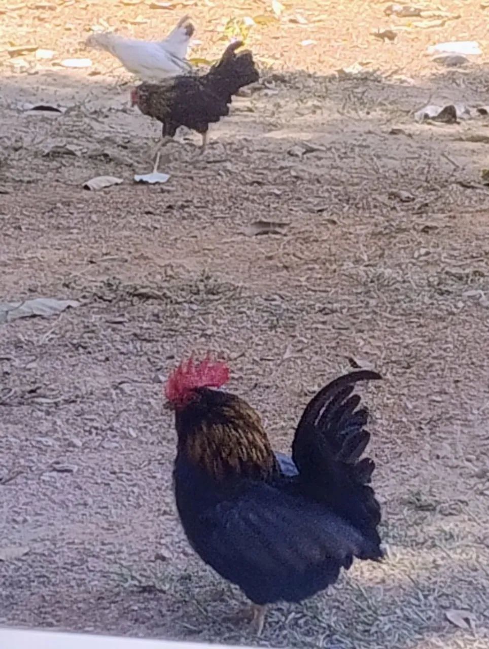 Galinhas garnisé 