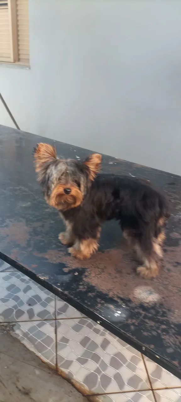 Animais estimação 
