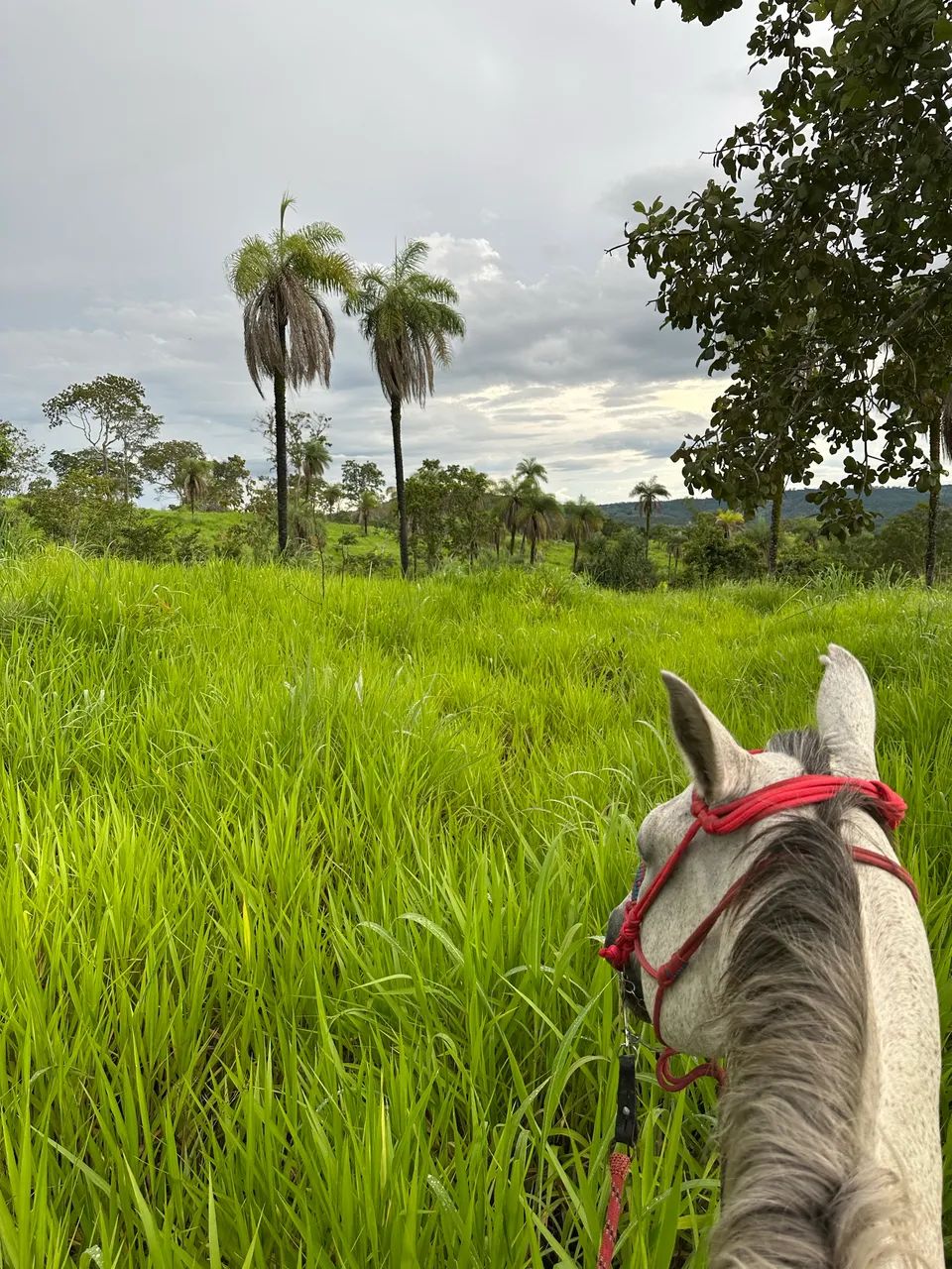 Fazenda em Barrolandia 30 alqueires 