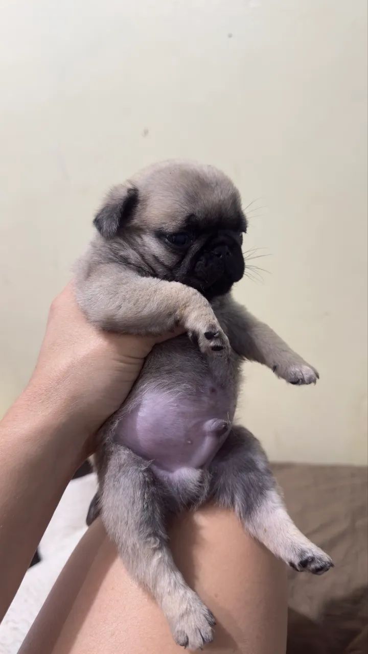 Pug macho - Foto 3