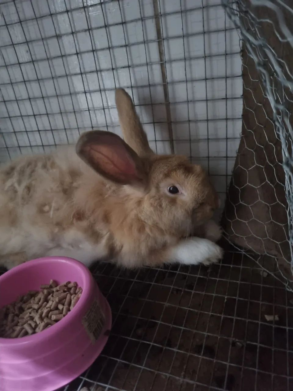 Coelhos macho adulto - Foto 3