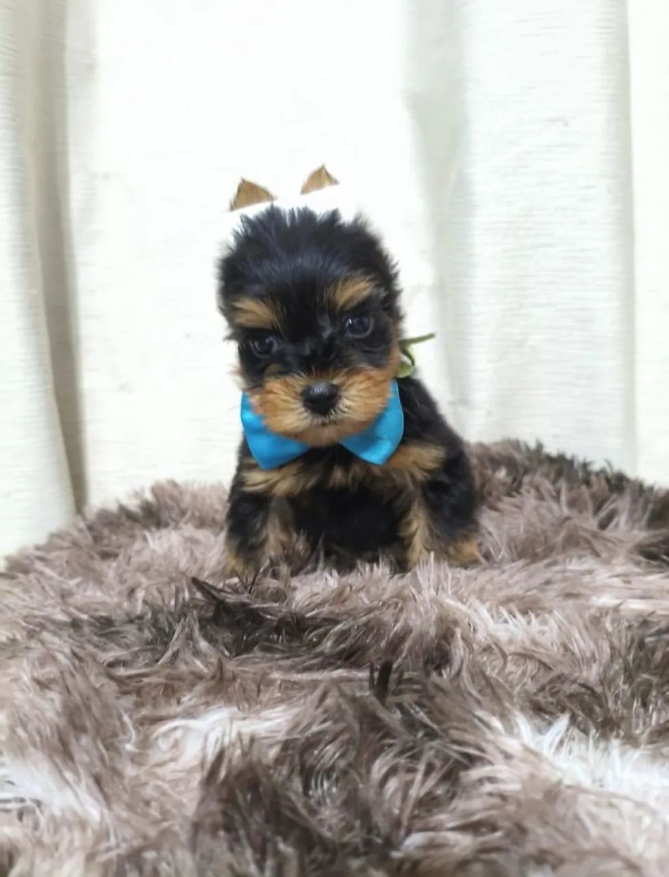 LINDOS FILHOTES DE YORKSHIRE  - Foto 4