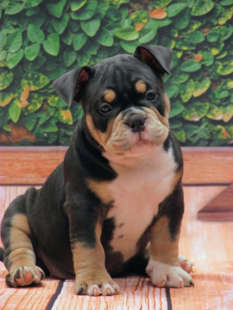 American bully micro fêmea 