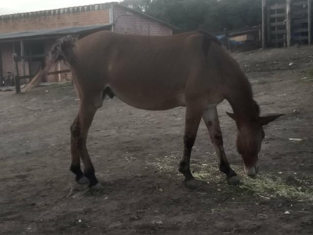 Burro 3 anos e meio - Foto 3