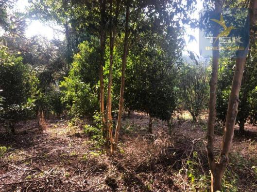 Chácara 4,75 alqueires por r$ 580.000 - centro - bocaiúva do sul/pr - Foto 4