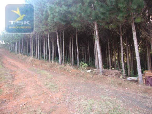 CH0187 - Contenda PR chácara 7,5 alqueires - Foto 20