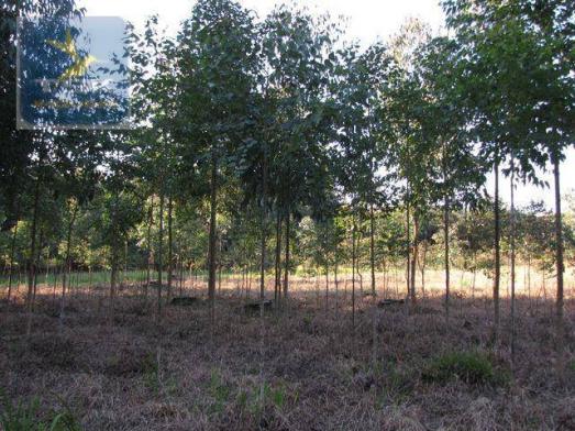 Ch0153 - contenda chácara 59.000 m² plana, rica em águas, parte com eucaliptos - Foto 5