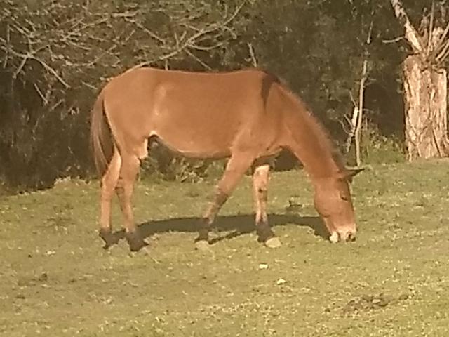 Burro 3 anos e meio