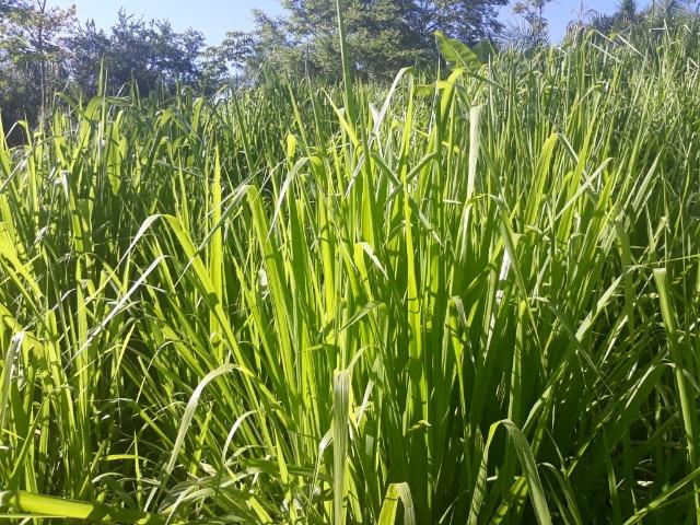 Vendo uma chácara, de 54 hectares em chapada
