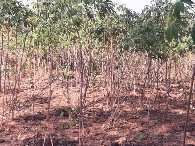 Vendo uma chácara, de 54 hectares em chapada - Foto 8