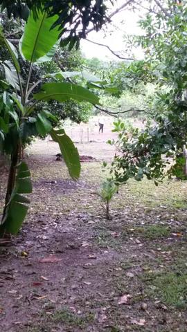 Chácara na Beira do Rio Cuiabá - Barranco alto II - Somente contrato de compra e venda - Foto 7