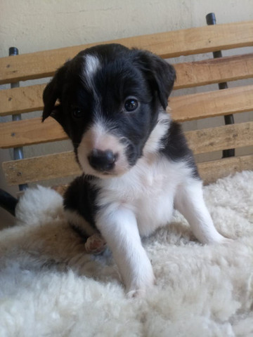 Border Collie filhotes nascidos 14 setembro - Foto 2