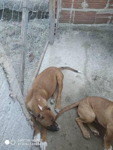 Cachorro Pitbull - Foto 2
