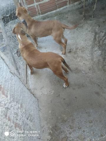 Cachorro Pitbull - Foto 4