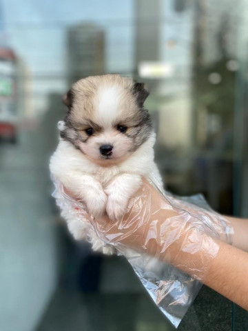Spitz/Lulu da pomerânia,filhotes a pronta entrega! whatsApp 113565-1269 - Foto 3