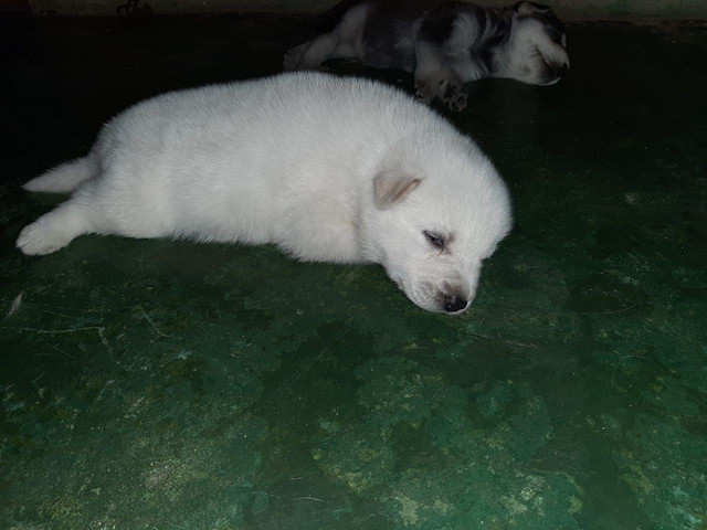 Vendo Husky fêmea - Foto 2