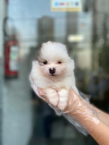 Spitz/Lulu da pomerânia,filhotes a pronta entrega! whatsApp 113565-1269