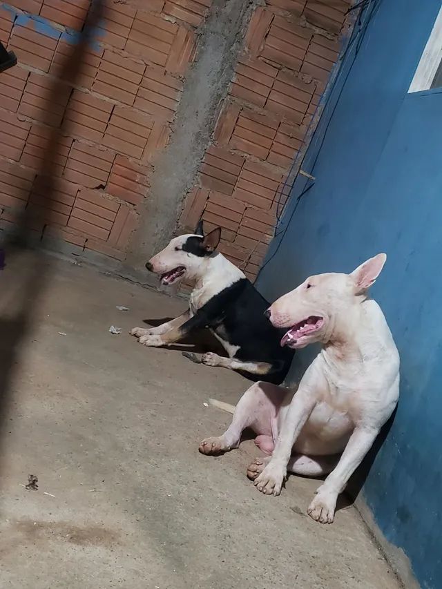 bull terrier * - Foto 6