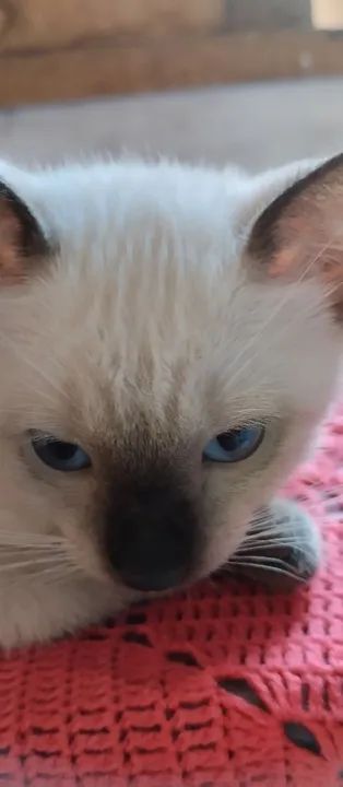 Gatinho Siamês com Olhos Azuis - Foto 2