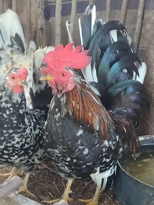 Galinha e Galo Nagasaki 