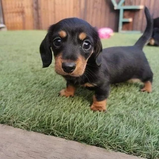 Dachshund best sale puppy olx