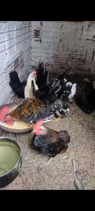 Galinha e Galo Nagasaki  - Foto 3