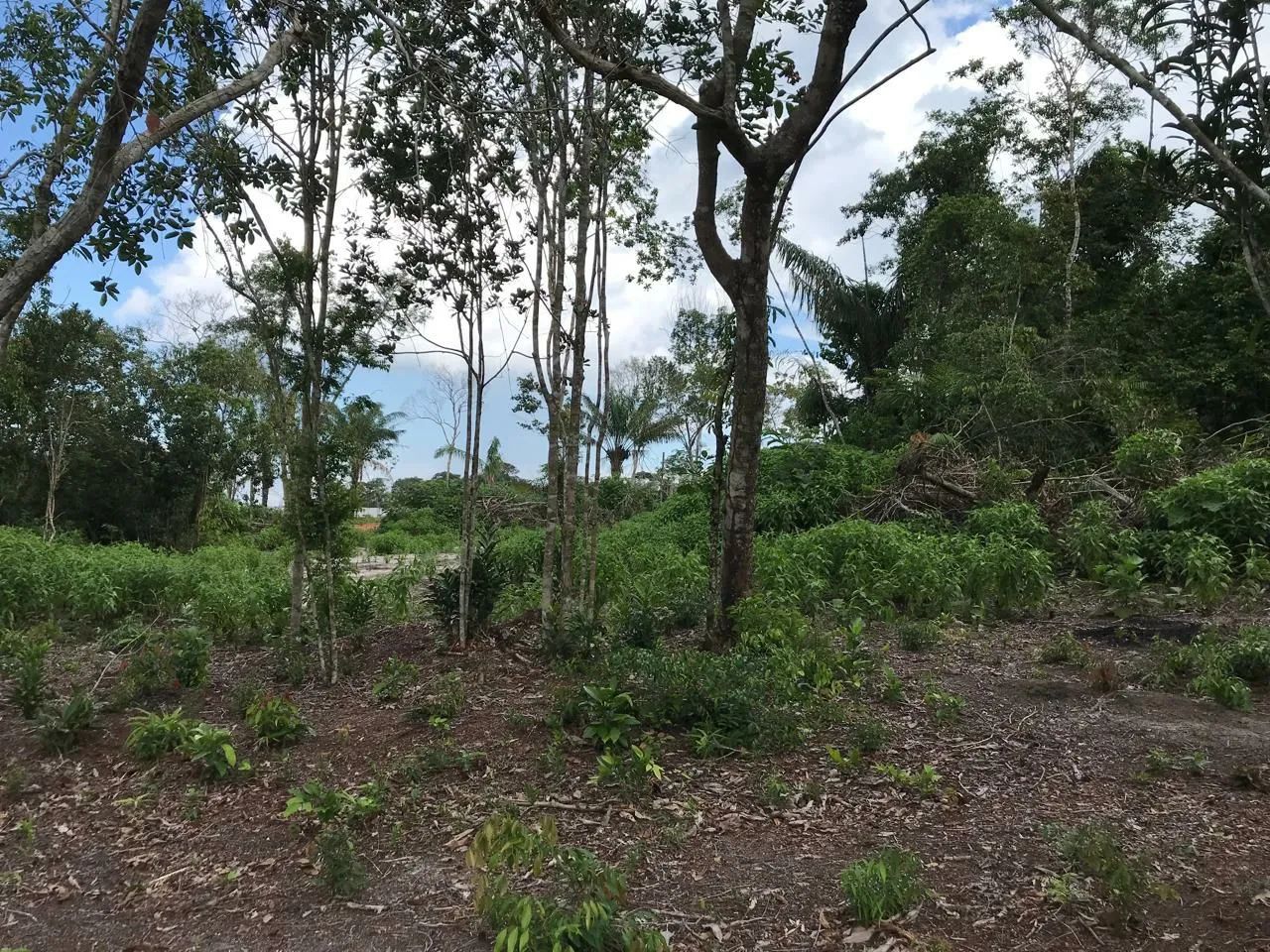 foto - Manaus - Alvorada