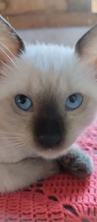 Gatinho Siamês com Olhos Azuis