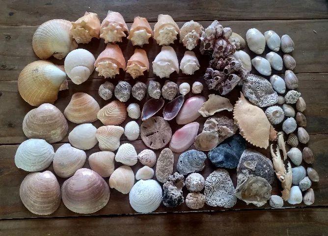 Conchas marinhas