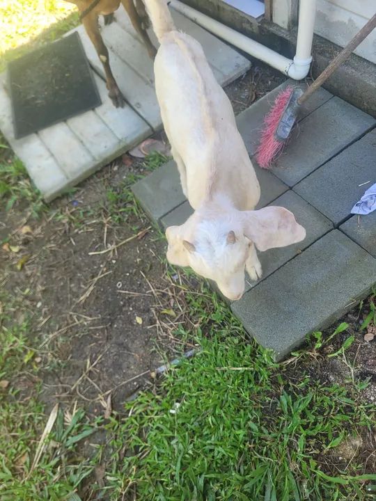 Cabrito para venda - Foto 3