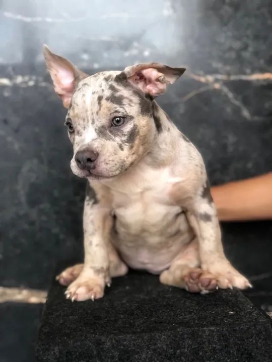 Filhote de American Bully Merle Com PEDIGREE - Cachorros e acessórios ...