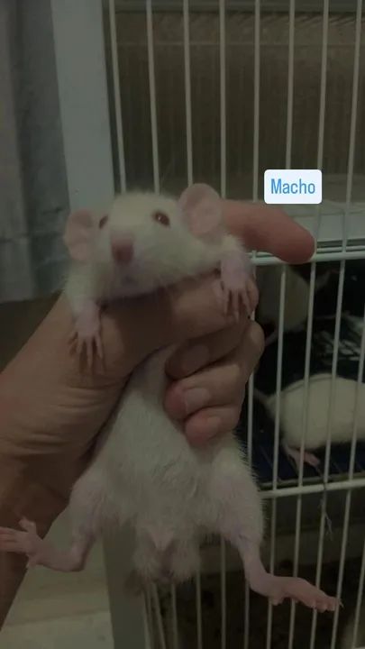 RATINHOS TIWSTER DUMBO! - Foto 2