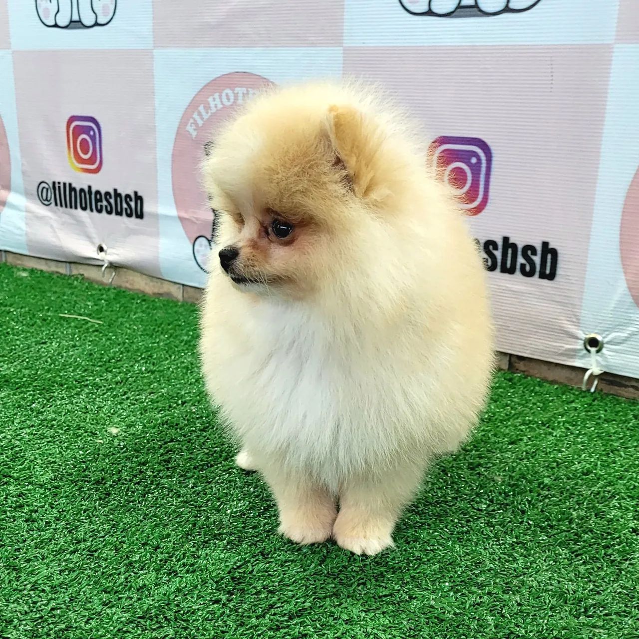 Spitz Alemão com pedigree cbkc parcelamento sem juros