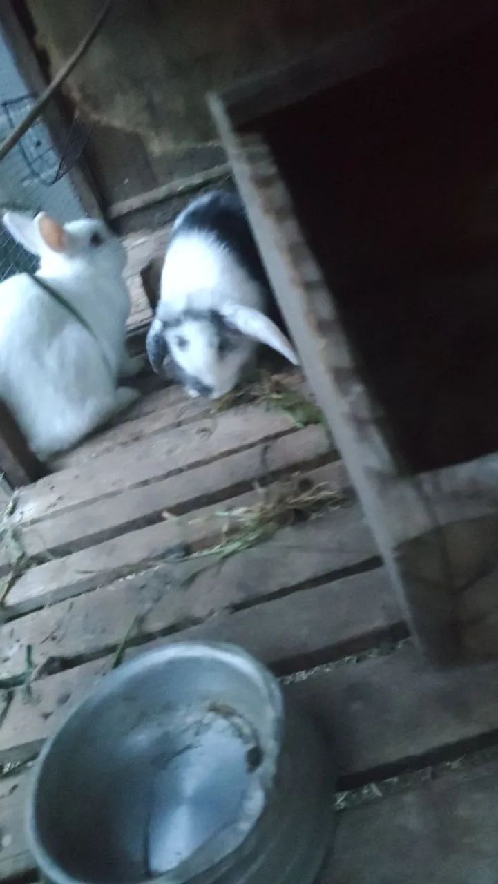 Mini Coelho - Raça Pura (Mini Lop e Netherland Dwarf) dócil - Foto 5