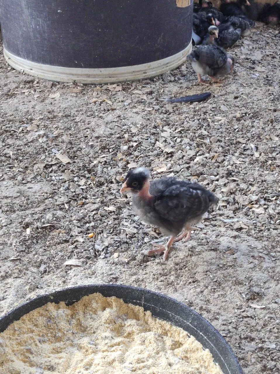 Pintinhos carijó pescoço pelado fêmeas  - Foto 4