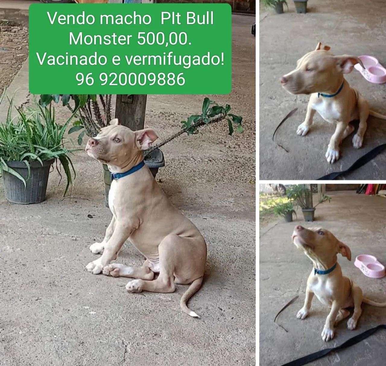 Vendo Pitbull Monster - Vendo Macho