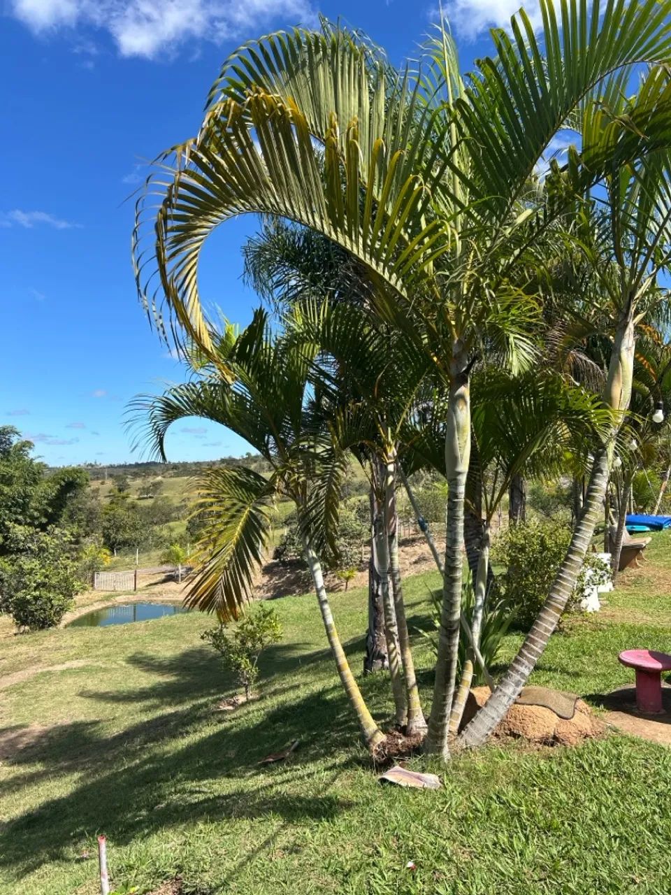 Alugo chácara na BR 060  - Foto 4