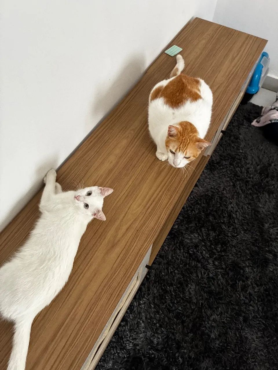 pet sitter (babá de animais) - Foto 5