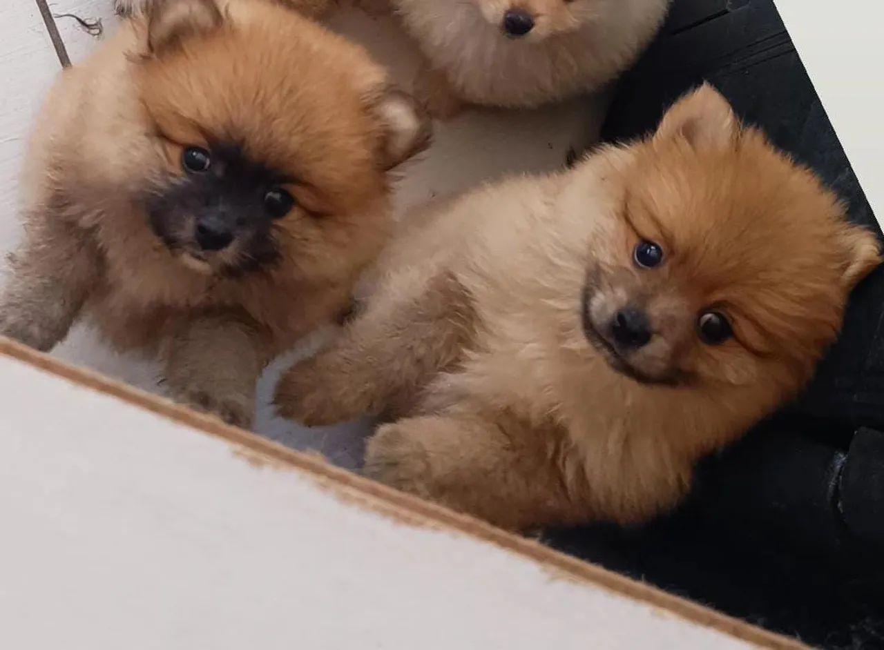 Filhotes de Spitz Alemão | Spitz Alemão  - Foto 2