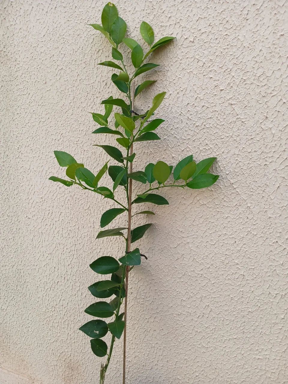Mudas de frutíferas enxertadas- Qualidade 100% orgânicas  - Foto 4