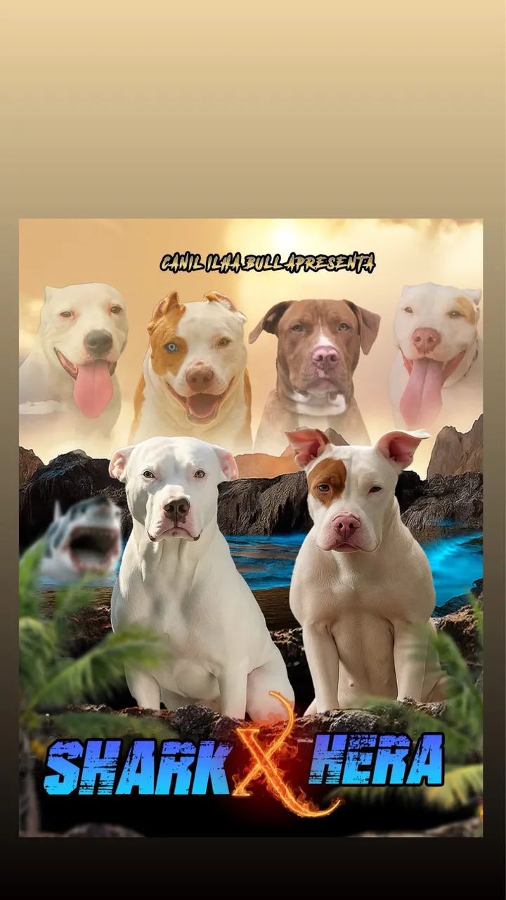 Filhotes de American Pitbull Terrier