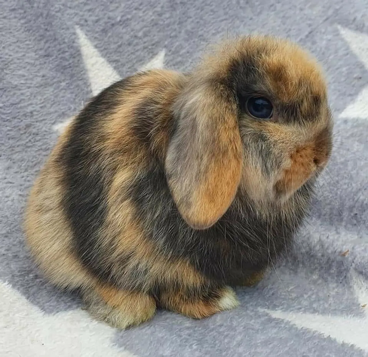 Coelhinho Mini Lop: Fofura em busca de um lar!