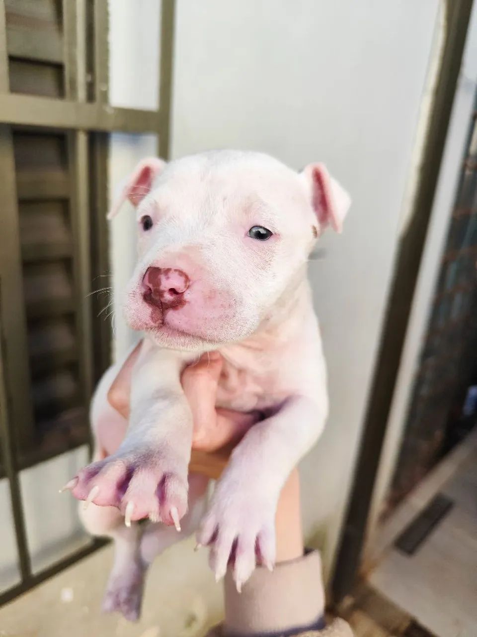 Filhotes Fêmeas de Pitbull Red Nose - Foto 2