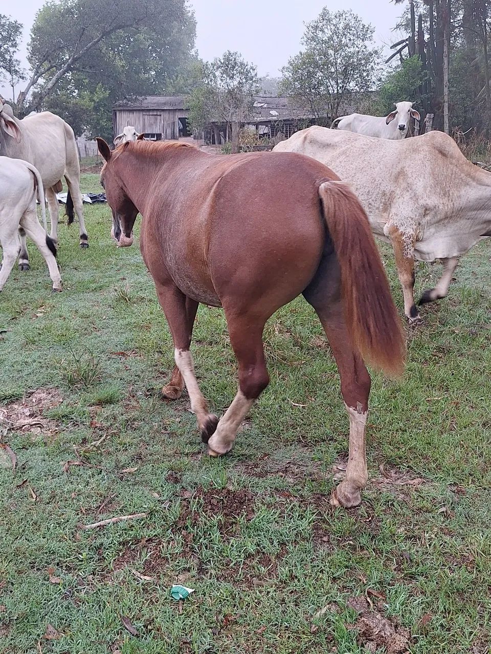 Égua nova bonita.  - Foto 3