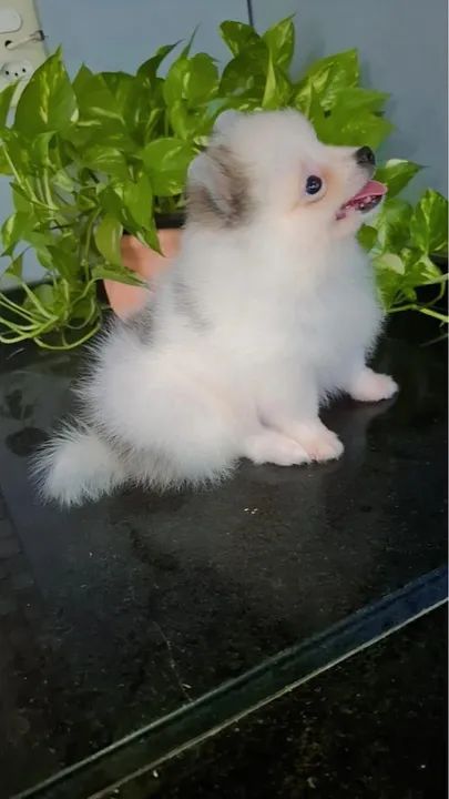 Spitz alemão macho parcelamos em 10x - Foto 4