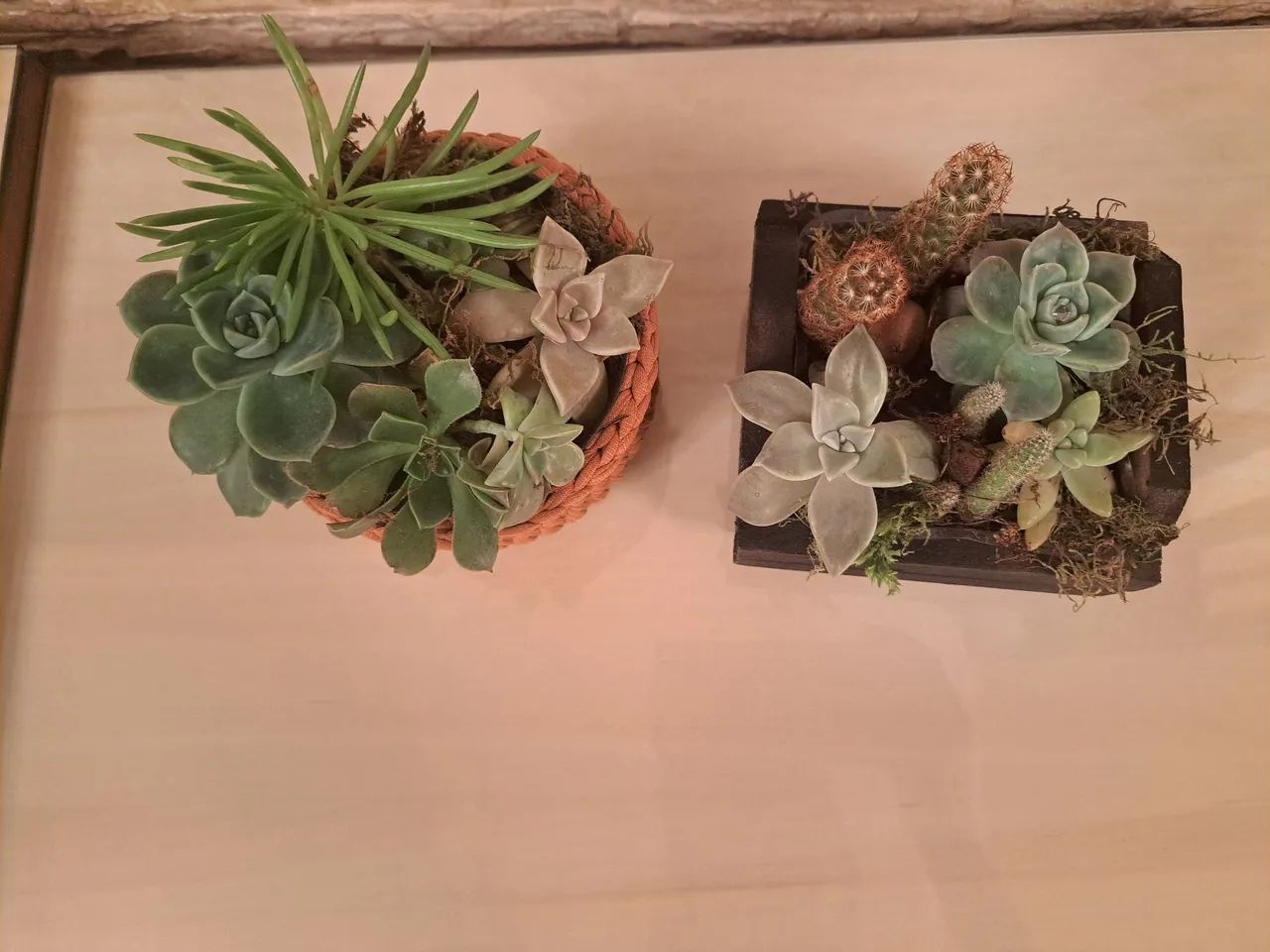 Arranjos de Suculentas em Vasos Decorativos - Foto 3