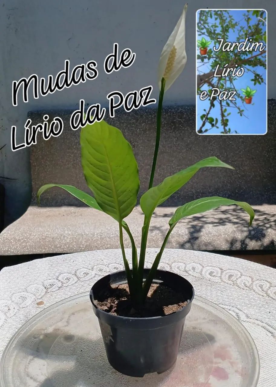 Kit 2 Mudas: Lírio da Paz e brinde 1 muda Jibóia - Foto 2